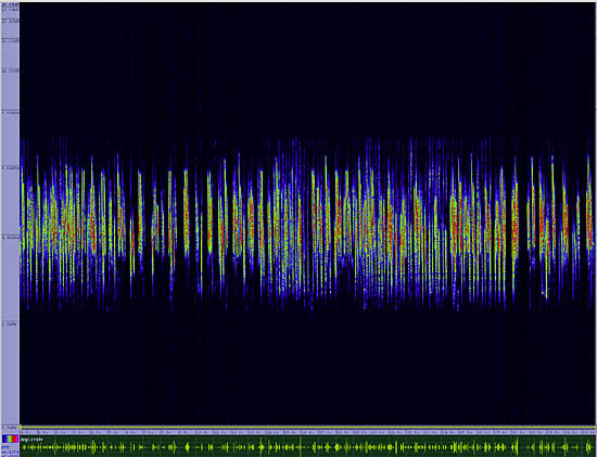 bird sonogram