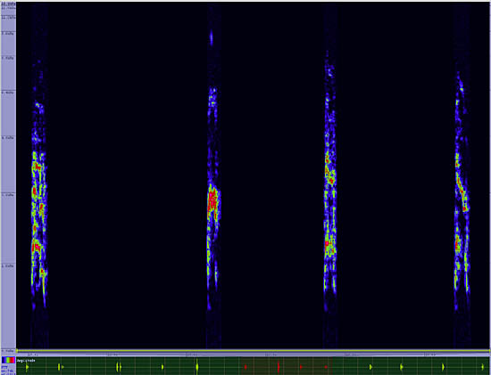 bird sonogram