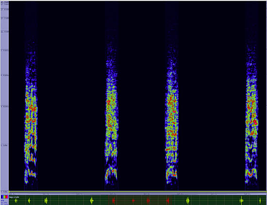 bird sonogram