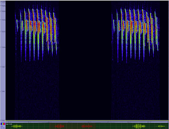 bird sonogram