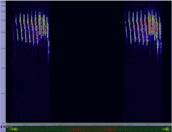 bird sonogram