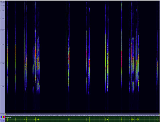 bird sonogram