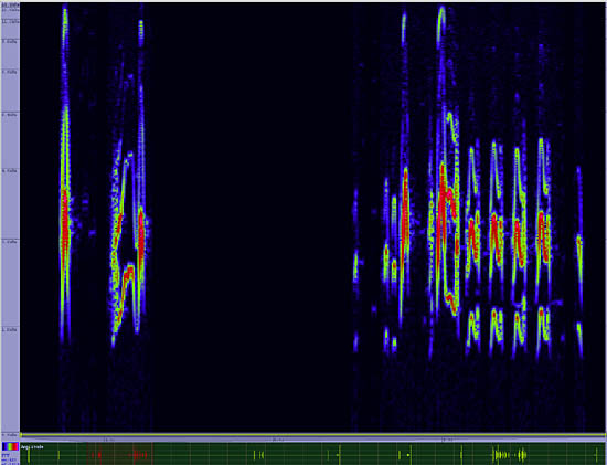 bird sonogram