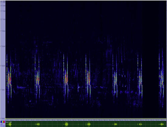 bird sonogram