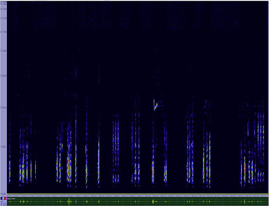 bird sonogram