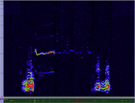 bird sonogram