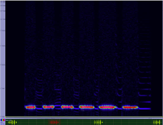 bird sonogram