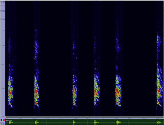 bird sonogram