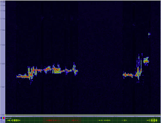 bird sonogram