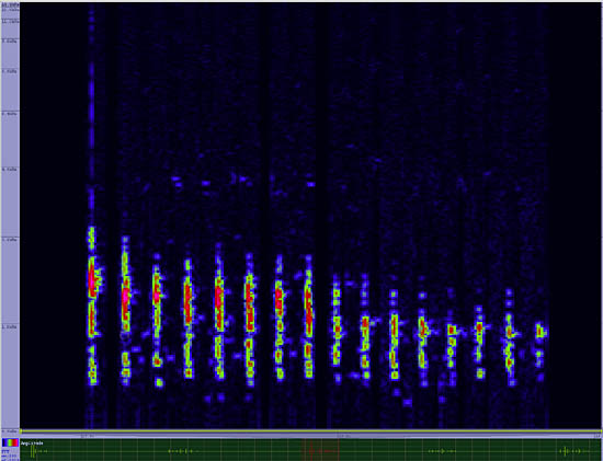 bird sonogram