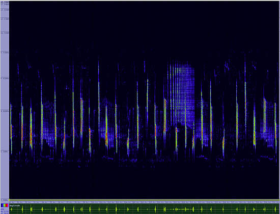 bird sonogram