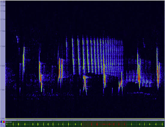 bird sonogram