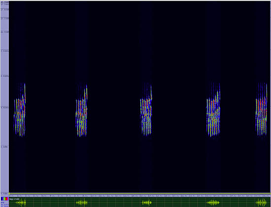 bird sonogram