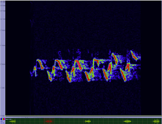 bird sonogram