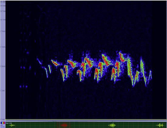 bird sonogram