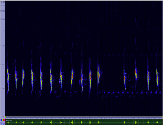 bird sonogram