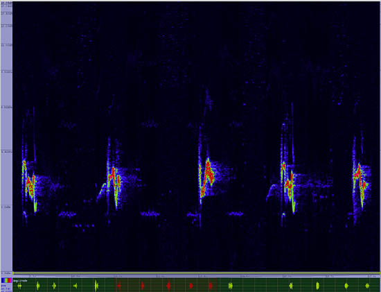 bird sonogram