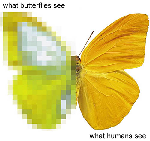 human vs insect