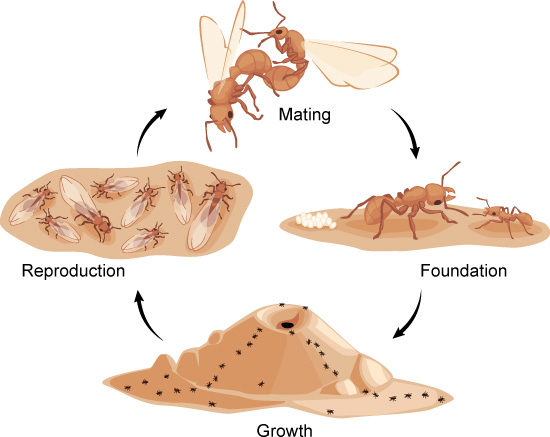 colony lfe cycle