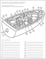 Fungal cell coloring worksheet