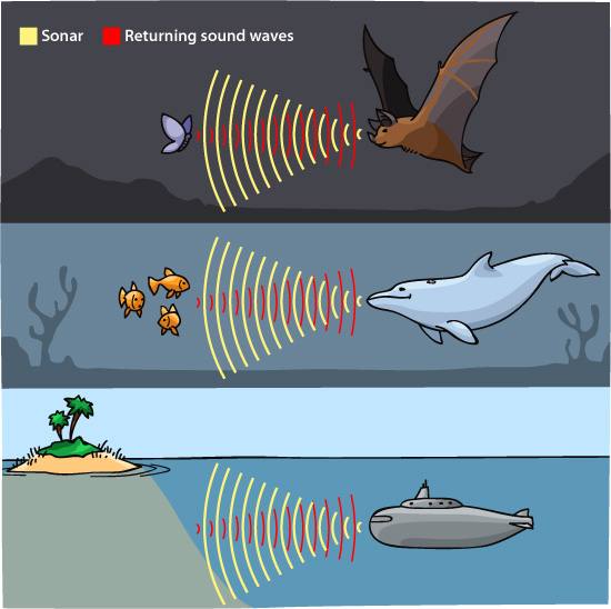 sonar illustration