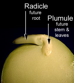 radicle, pumule