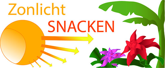 Zonlicht Snacken