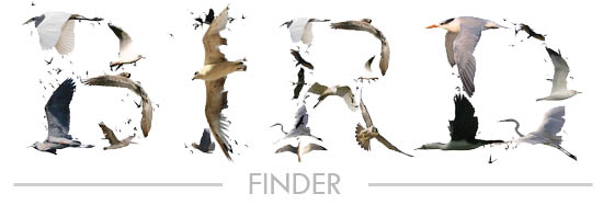 Bird finder graphic