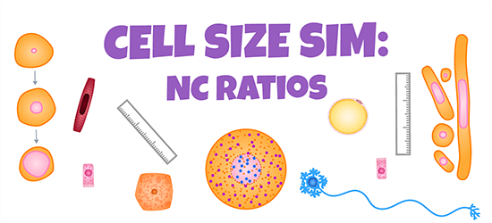 An illustration of many different cells, with a few rulers to measure them