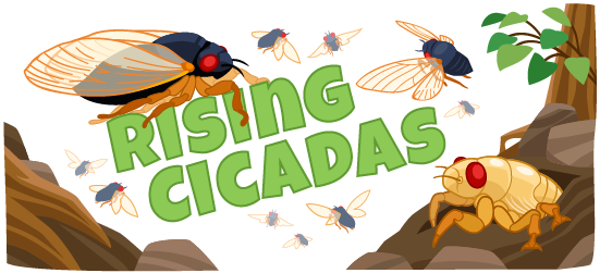 Rising Cicadas - a story about cicada broods, life cycles, and sounds