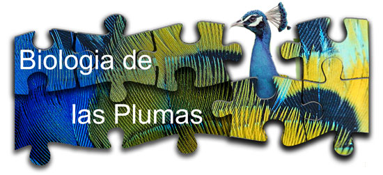 Biologia de las plumas