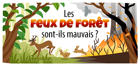 une illustration d'un incendie de forêt, avec des animaux de la forêt qui s'enfuient et le texte « Les feux de forêt sont-ils mauvais ? »