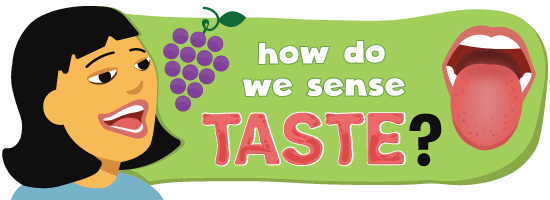 how do we sense taste?