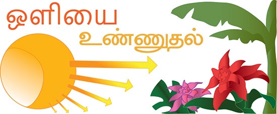 ஒளிச்சேர்க்கை கதை