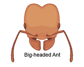 bigheaded ant