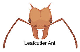 leafcutter ant