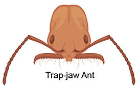 Trap-jaw ant