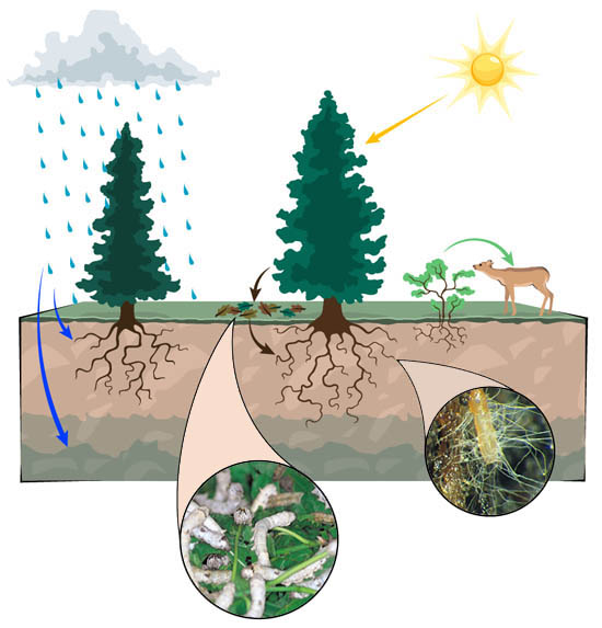 ecosystem movement