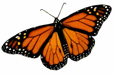 male monarch