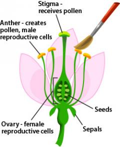 Flower Anatomy