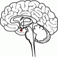 pituitary gland