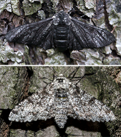 Peppered moths