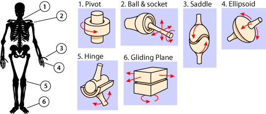 joint types