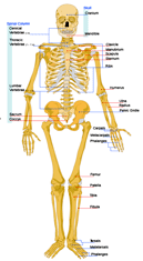 human skeleton