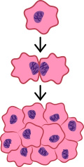 Cells multiplying