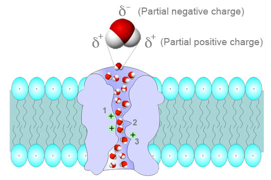 Aquaporin protein channel