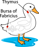 duck anatomy, thymus and bursa of fabricius