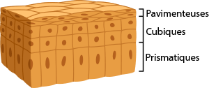 Epithelial layers