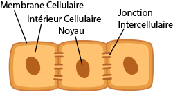 gap junctions