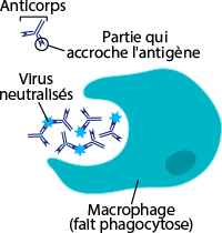 macrophage and antibodies